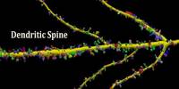 Dendritic Spine