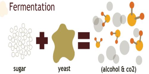 Fermentation - Fermentation0