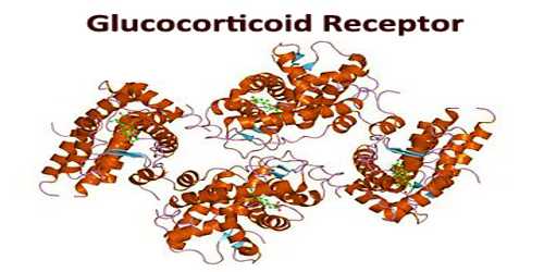 Glucocorticoid Receptor