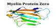 Myelin Protein Zero