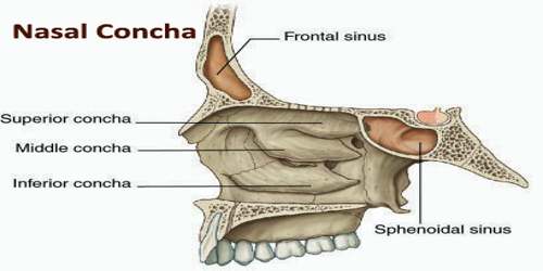 Nasal Concha Anatomy Britannicacom