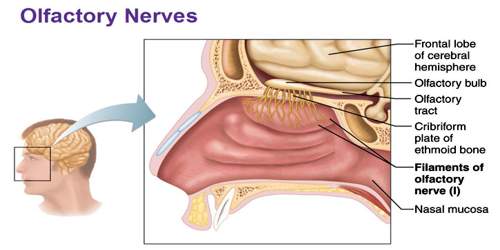 olfactory-nerve-assignment-point