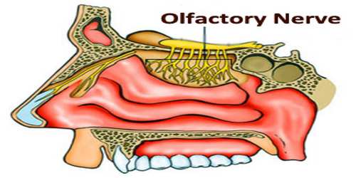 Olfactory Nerve