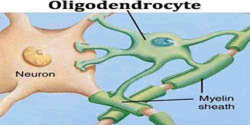 Oligodendrocyte