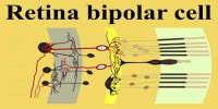 Retina Bipolar Cell