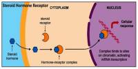 Steroid Hormone Receptor