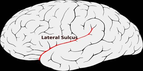 Lateral Sulcus