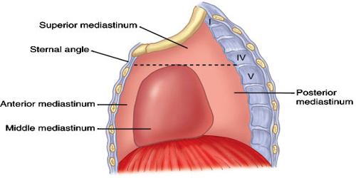 Mediastinum - Heart and Lungs