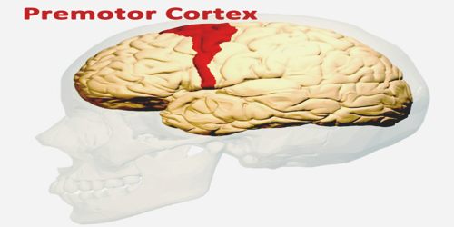 Premotor Cortex