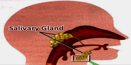 Salivary Gland