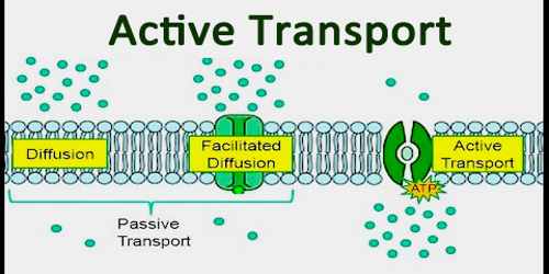 active transport processes definition