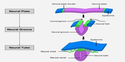 Neural Tube