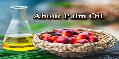 About Palm Oil