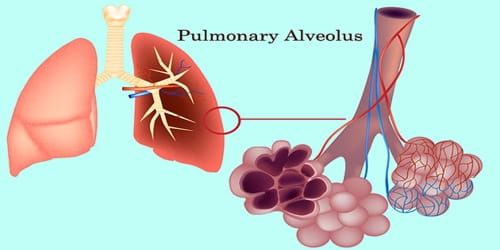Pulmonary Alveolus