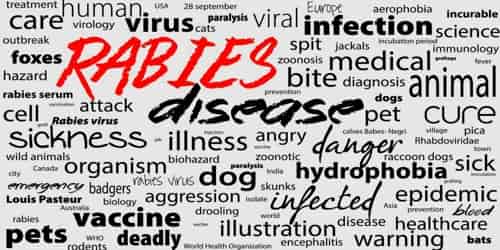 Rabies (Causes, Symptom and Prognosis)