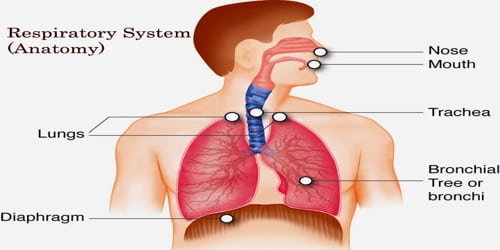 Respiratory System (Anatomy)