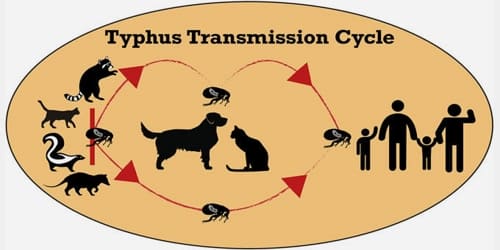 About Typhus - Assignment Point