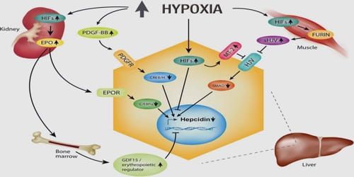 Hex hypoxia фото