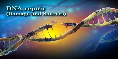 DNA repair (Damage and Sources)
