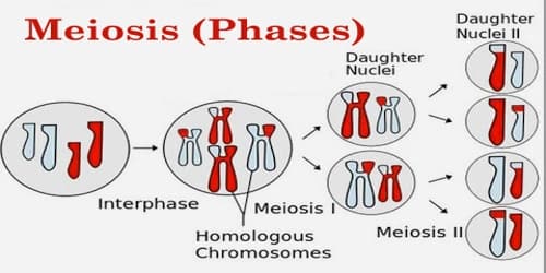 Meiosis (Phases)
