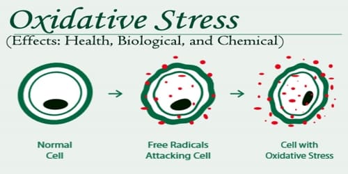 Oxidative Stress (Effects: Health, Biological, and Chemical)