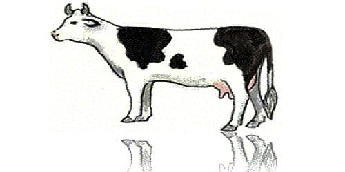 The Cow - Assignment Point