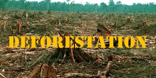 Deforestation and its Impact
