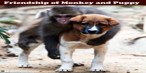 Friendship of Monkey and Puppy