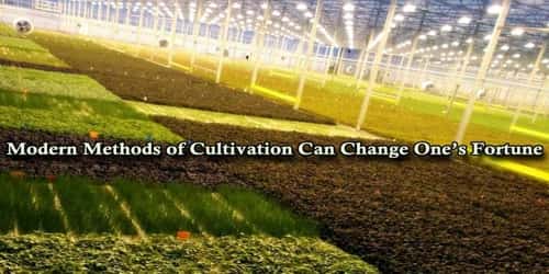 Modern Methods of Cultivation Can Change One’s Fortune
