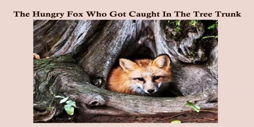 The Hungry Fox Who Got Caught In The Tree Trunk