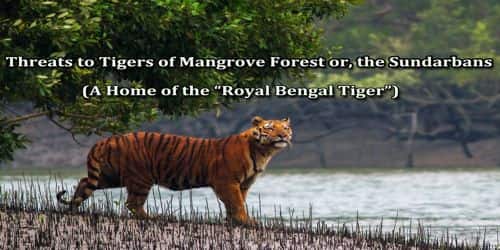 Threats to Tigers of Mangrove Forest or, the Sundarbans
