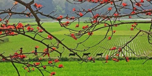The Spring in Bangladesh