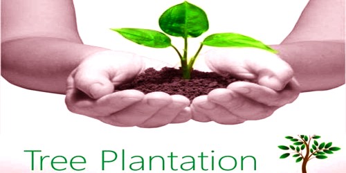 Advantages of Tree Plantation