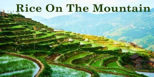 Rice On The Mountain
