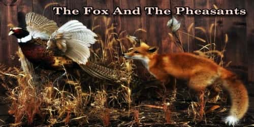The Fox And The Pheasants