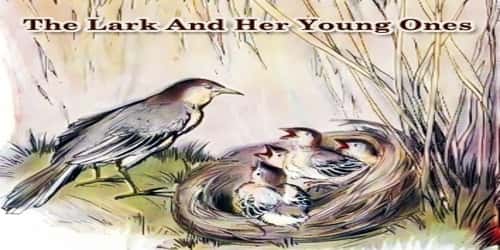 The Lark And Her Young Ones