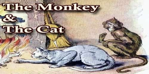 The Monkey And The Cat