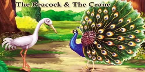 The Peacock And The Crane