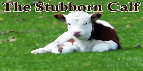 The Stubborn Calf