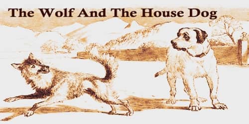 The Wolf And The House Dog