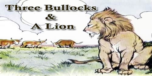 Three Bullocks And A Lion