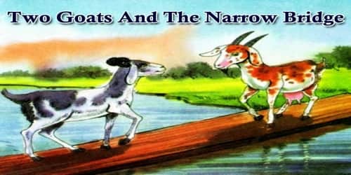 Two Goats And The Narrow Bridge