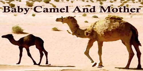 Baby Camel And Mother