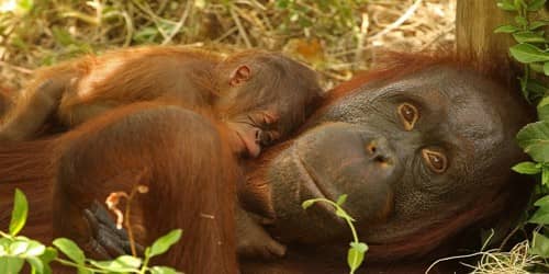Orangutan at Zoo