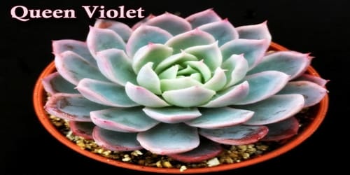 Queen Violet