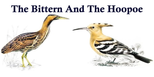 The Bittern And The Hoopoe