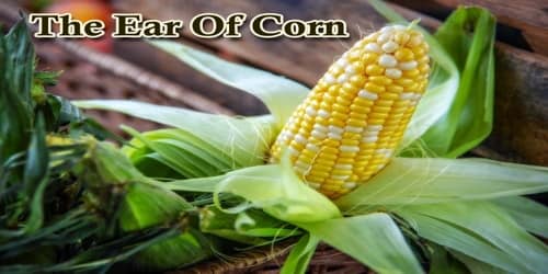 The Ear Of Corn