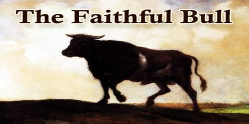 The Faithful Bull