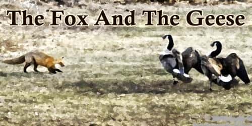 The Fox And The Geese