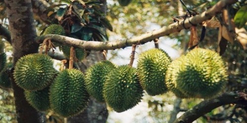 Visiting a Durian Orchard